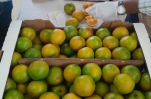 Panamá presenta gran potencial en la calidad de las frutas. Foto: Cortesía