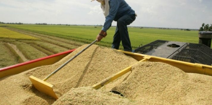 Panamá se prepara importación de arroz para el 2024. Foto: Archivo