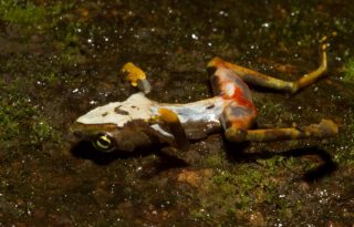 Imagen de una rana muerta debido a los efectos del hongo quítrido. Roshan Patel, Smithsonian