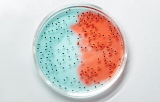 La nueva variante es altamente transmisible.  Foto ilustrativa