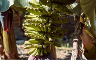 La principal actividad económica de Changuinola es la producción de banano, que ocupa amplias superficies del distrito bocatoreño. Foto ilustrativa