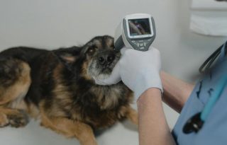 La principal recomendación es que lleven a los perros al veterinario ante cualquier síntoma. Foto ilustrativa