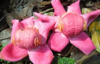 Vista apical de las flores de la 