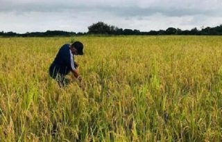 El arroz es el grano de mayor consumo en el mundo. Y Panamá es el principal consumidor per cápita en Centroamérica.  Archivo