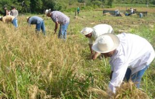Recientemente, se aprobó un crédito adicional al Ministerio de Desarrollo Agropecuario para cancelar la deuda con los arroceros.  Archivo