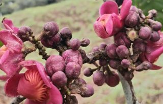 Según los investigadores, esta especie está bien distribuida en Sierra Llorona, provincia de Colón. Cortesía