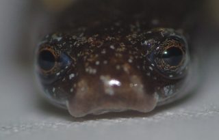 Los investigadores  lamentaron no tener equipo fotográfico profesional para obtener mejores fotos de esta salamandra. Cortesía