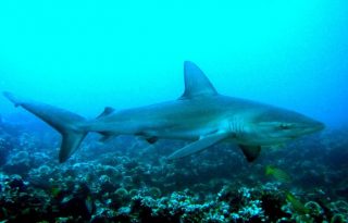 Tiburón Galápagos. EFE / Jackie Hazlewood