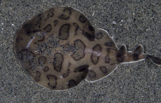 La raya eléctrica del Caribe (Narcine bancroftii). M. Caussat /iNaturalist.org 