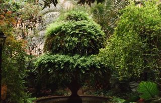 Los espacios verdes dentro de edificaciones y en áreas abiertas es una práctica habitual de reforestación en grandes ciudades.  Foto ilustrativa