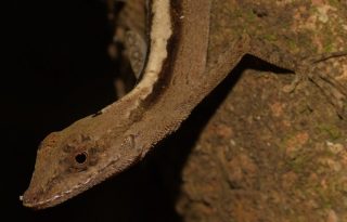 Durante un año de muestreos se registraron nueve especies de anfibios y veinte de reptiles. Cortesía