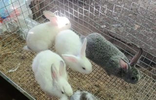 Muchas personas asocian al conejo únicamente como una mascota y no como un animal destinado a la producción de alimentos lo que limita su producción. Foto: Cortesía DBB