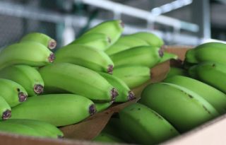 El banano ha sido, por tradición, la fruta que más se exporta. Cortesía