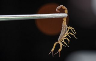 La menor falleció en el trayecto, a la altura del sector conocido como La Herradura. Foto. EFE