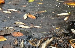 La entidad ofrece una recompensa de $500 por información que permita dar con los responsables de este crimen. Foto. MiAmbiente