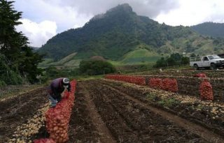 La agricultura es importante para la seguridad alimentaria. Foto: Archivo
