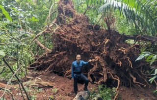 Evan Gora, ecólogo forestal en el Cary Institute junto a las raíces de un árbol derribado por los vientos de una tormenta. Foto:  Steve Yanoviak