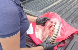 Indicios preliminares indican que la carne es de armadillo. Foto: Cortesía/MiAmbiente