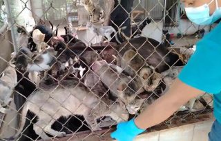 En el sitio, funcionarios del MP, ubicaron unos 123 gatos, 17 perros y dos loros, en hacinamiento dentro de jaulas, gravemente enfermos y desnutridos. Foto. Eric Montenegro