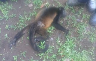 La mona no soportó la descarga. Foto. Cortesía