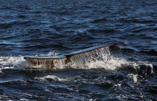 Una ballena en la Península Valdés, al norte de la Patagonia argentina, en la provincia de Chubut, Puerto Madryn (Argentina). EFE
