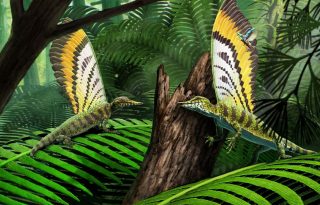 Reconstrucción e ilustración de Mirasaura en su entorno natural cazando insectos. Foto: Gabriel Ugueto