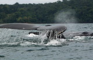 Ballenas jorobadas en el océano Pacífico. Foto. EFE