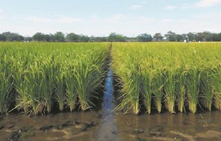 Siembra de arroz. Foto: Archivo