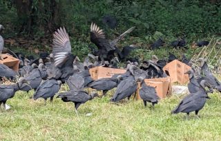 Presencia de gallinazos por los animales muertos. Foto: Cortesía