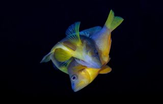 Dos peces vacas o meros de vientre amarillo (Hypoplectrus aberrans) desovando en Dominica. Foto:  Carlos & Allison