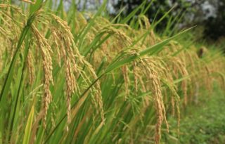 Producción de arroz. Foto: Archivo