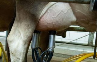 Muchos productores de leche han abandonado la actividad.  Foto ilustrativa