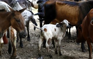 Ganado en una finca en Metetí (Panamá). Foto: EFE