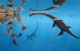 El hallazgo amplía el conocimiento de los ecosistemas oceánicos prehistóricos. Foto: EFE