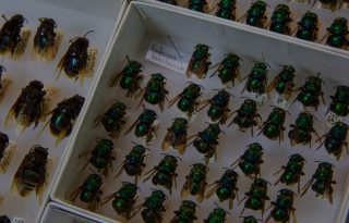 Las abejas de las orquídeas (Euglossini) son una de las familias de artrópodos donde pueden aparecer especies crípticas. Foto. Cortesía