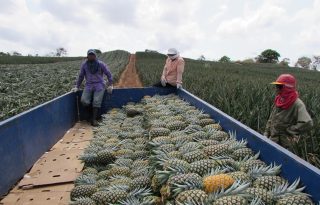 Actualmente, la zona norte de La Chorrera es un área de desarrollo urbanístico en donde además se localizan cultivos de piña para exportación y el mercado local. Foto. Eric Montenegro
