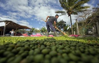 Fotografía de un hombre trabaja en el proceso de maduración del café. Foto: EFE