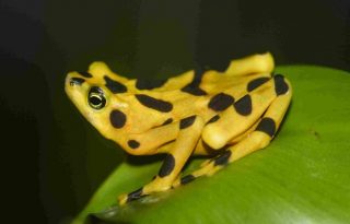 Expertos creen que el quítrido es el responsable de la extinción de nueve especies de ranas en Panamá. Foto: Cortesía.