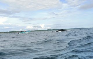 La Autoridad de Turismo de Panamá (ATP) reconoce a Isla Iguana, en Pedasí, como uno de los mejores puntos del país para ver jorobadas. Foto. Thays Domínguez
