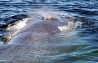 Las ballenas azules aún están en peligro de extinción. Foto: Cortesía