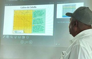 Se busca potenciar la producción de cebolla. Foto MIDA
