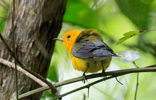 Un 'Prothonotary Warbler' en el bosque tropical de Gamboa en Ciudad de Panamá (Panamá). Foto: EFE