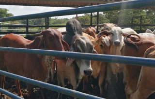 Según el Instituto de Seguro Agropecuario (ISA), Panamá cuenta con 1.4 millones de cabezas de ganado, pero solo 38,633 están aseguradas.