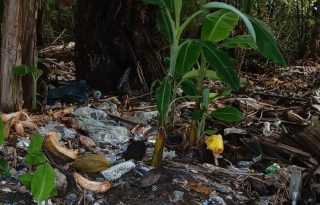El área estará cerrada por un año. Foto: Cortesía