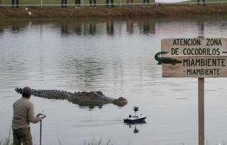 Se hará énfasis en el  rescate para que  tanto cocodrilos como humanos puedan convivir. Foto: Gemini