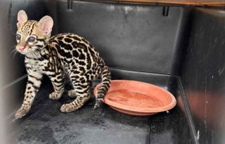  Senafront rescató a la cría de ocelote en la comunidad de Salsipuedes, distrito de Renacimiento.Foto MiAmbiente