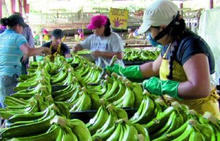 Tras el cese de operaciones de la empresa Chiquita Panamá, la exportación de bananos se redujo un 40%.  Cortesía 