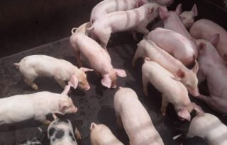 Se busca fomentar una porcicultura moderna. Foto: Cortesía