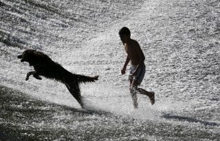 Los rasgos distintivos del cráneo de los perros aparecieron por primera vez durante el Holoceno temprano.