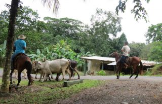 La guía contará con un código QR, lo que permitirá a las autoridades verificar en segundos la información del ganado transportado. Foto. Eric Montenegro